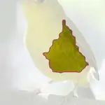 Wilson Warbler
