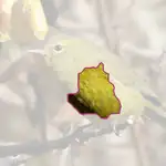 Orange crowned Warbler