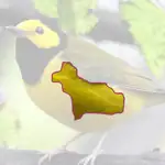 Hooded Warbler