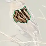 Le Conte Sparrow