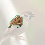 Tree Sparrow