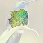 Green Violetear
