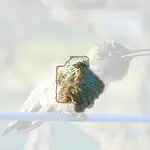 Anna Hummingbird