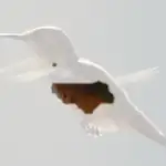 Rufous Hummingbird