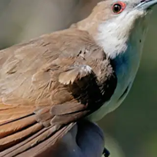 Black billed Cuckoo