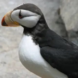 Horned Puffin