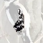 Downy Woodpecker