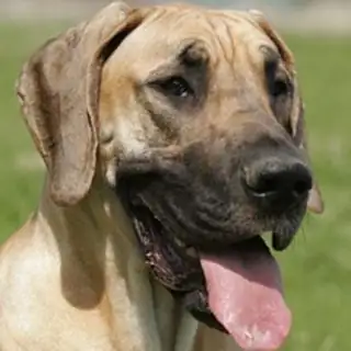 Great Dane