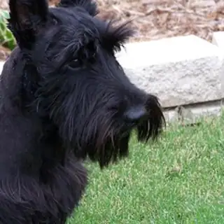 Scotch terrier