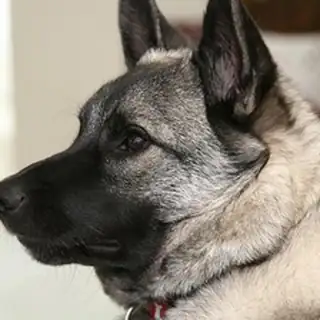 Norwegian elkhound