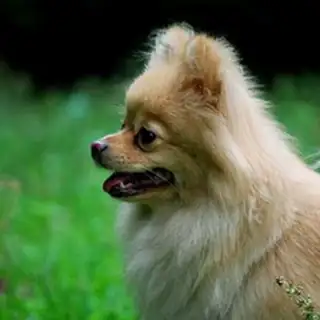 Pomeranian