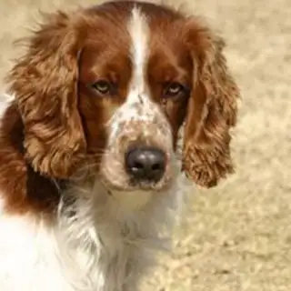 Welsh springer spaniel