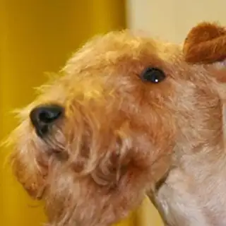 Lakeland terrier