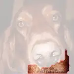 Irish setter