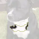 Staffordshire bullterrier