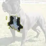 American Staffordshire terrier