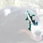Bernese mountain dog