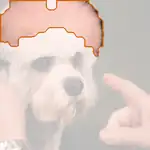 Dandie Dinmont