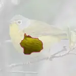 Nashville Warbler