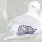 Northern Fulmar
