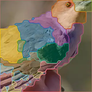 Black billed Cuckoo, concepts