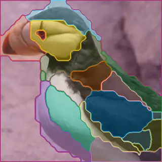 Horned Puffin, concepts