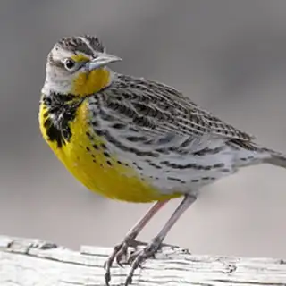 Western Meadowlark