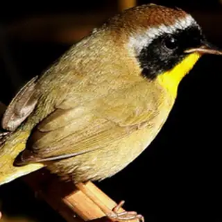 Common Yellowthroat