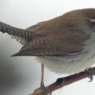 Bewick Wren
