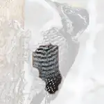 American Three toed Woodpecker