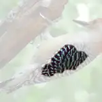 Red bellied Woodpecker