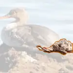 Red breasted Merganser