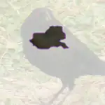Bronzed Cowbird
