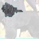 Bouvier des Flandres