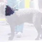 curly-coated retriever