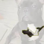 French bulldog
