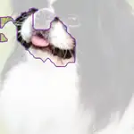 Japanese spaniel