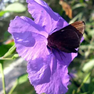 mexican petunia