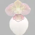 hard-leaved pocket orchid