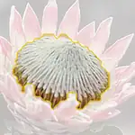 king protea