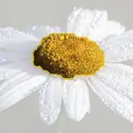 oxeye daisy