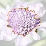 pincushion flower