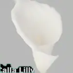 giant white arum lily