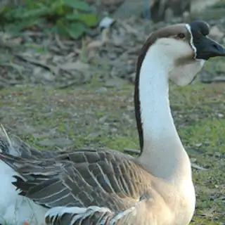 goose