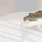 alligator lizard