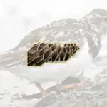 ruddy turnstone