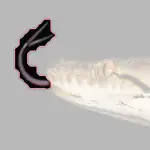 night snake