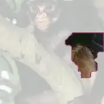 spider monkey