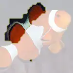 anemone fish