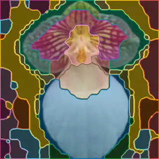 hard-leaved pocket orchid, concepts